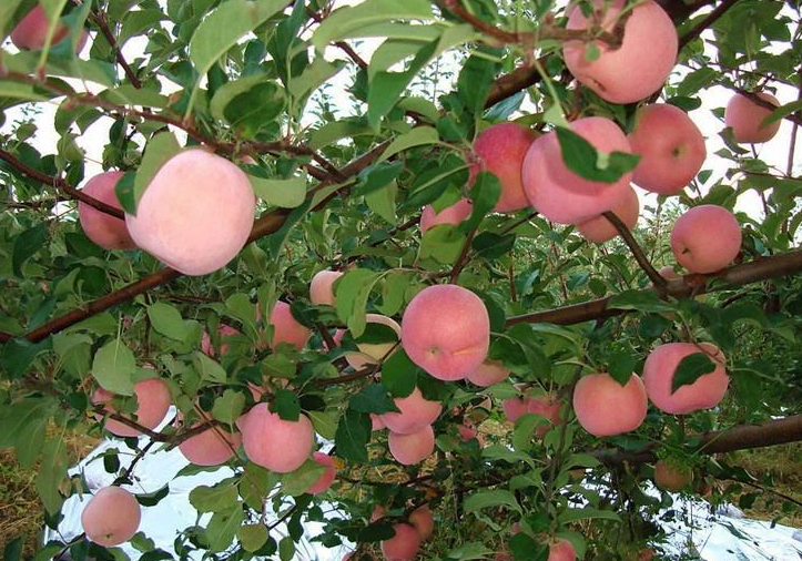 如何正确刮除果树老翘皮？念好“五”改字