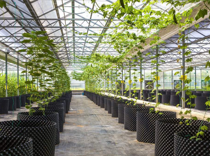 棚室病虫害高发，防治得做好这4点！