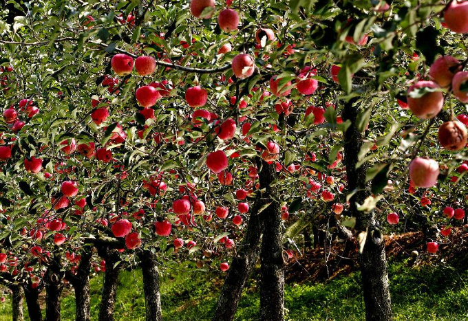 果实膨大转色小妙招都有啥？