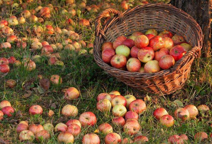 果实膨大转色小妙招都有啥？