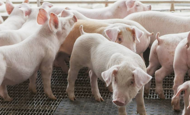 新母猪保健要做好，不然投资打水漂