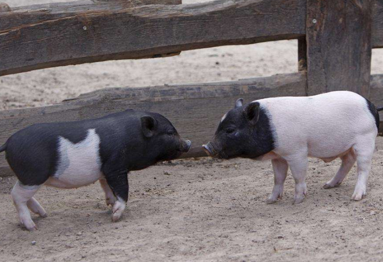 新母猪保健要做好，不然投资打水漂