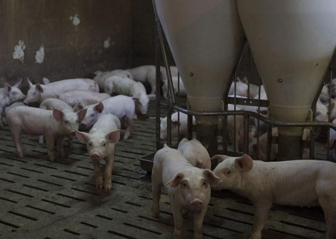 新母猪保健要做好，不然投资打水漂