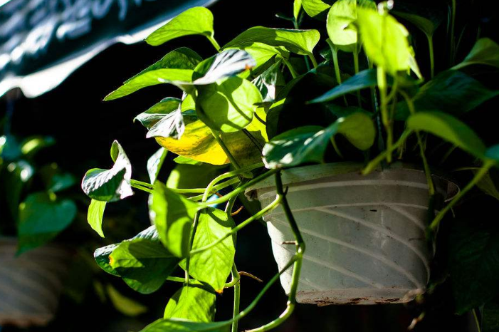 如何挽救一盆萎蔫了的绿萝呢？