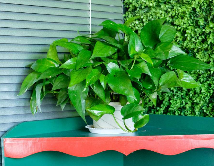 如何挽救一盆萎蔫了的绿萝呢？