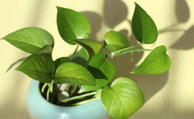 如何挽救一盆萎蔫了的绿萝呢？