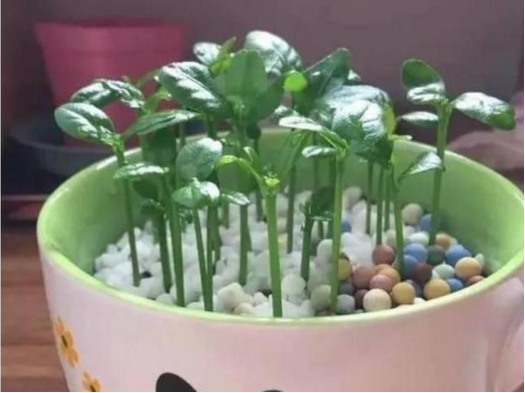 如何在自己家的阳台种柠檬呢？