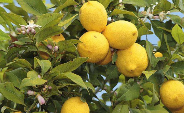 如何在自己家的阳台种柠檬呢？