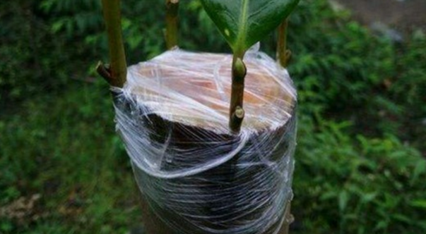 春季植物嫁接膜是何种薄膜？