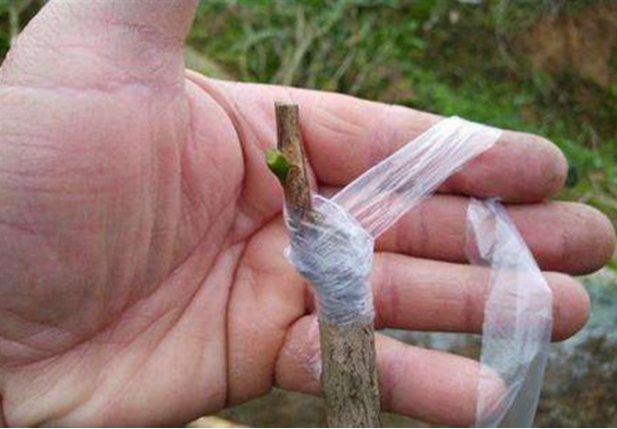 春季植物嫁接膜是何种薄膜？