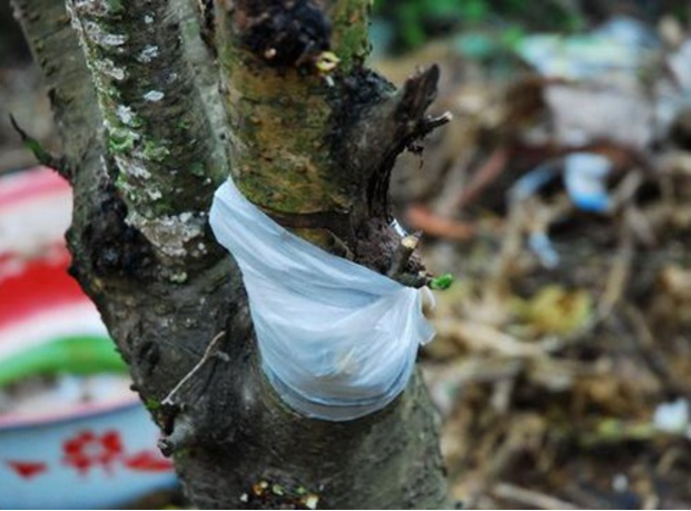 春季植物嫁接膜是何种薄膜？