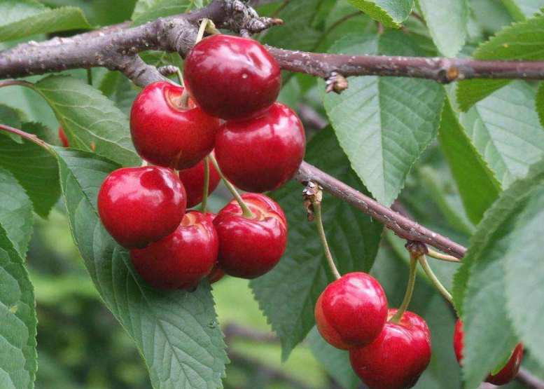 樱桃结果后的注意事项都有哪些？