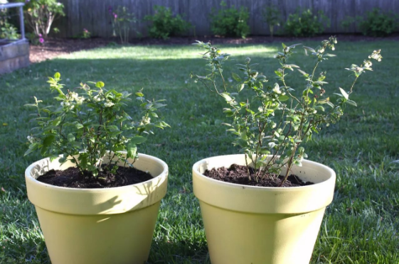 用这6种技巧在花盆养蓝莓，有吃不完的果子