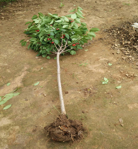 大樱桃苗要如何施肥才能高产？