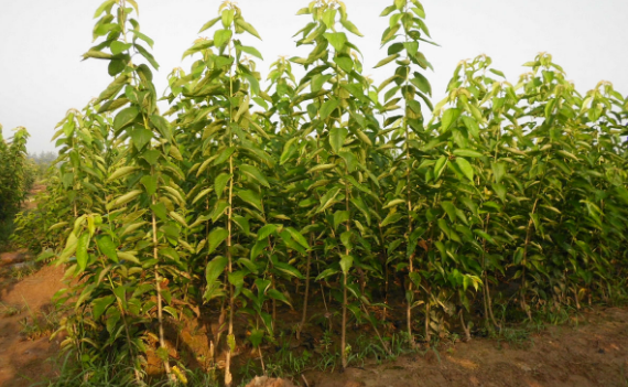 大樱桃苗要如何施肥才能高产？