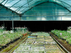 温室大棚种植管理的六大误区