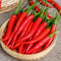 进口印度辣椒的量有多少