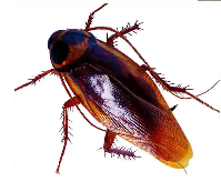 蟑螂是怎么形成的?怎么应对？