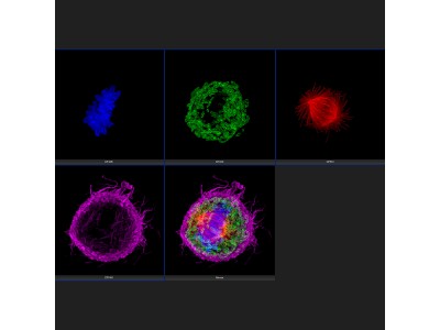 全电动倒置显微镜IXplore IX85 Live图3