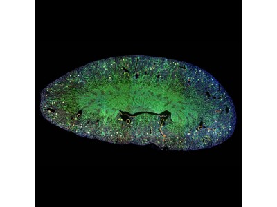 全电动倒置显微镜数字成像系统APX100图2