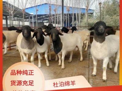 供应山东梁山县多胎肉羊养殖场图1