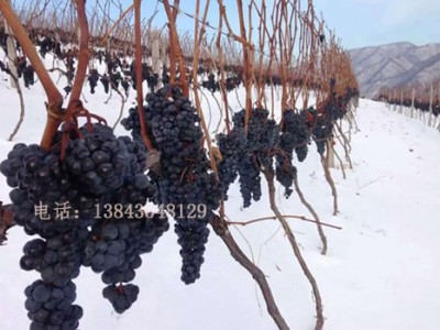 冰葡萄 冰葡萄果汁 北冰红葡萄汁 鸭江恬园冰葡萄汁图3
