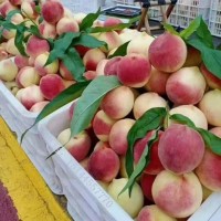 集安白桃苗 耐寒抗寒桃树苗 集安发货 集安白桃