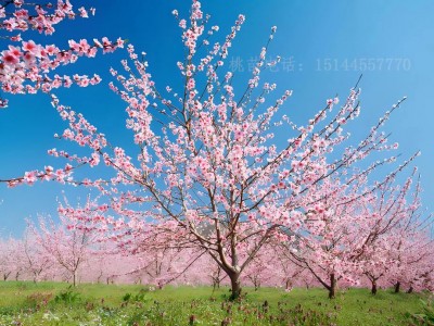 集安白桃苗 耐寒抗寒桃树苗 集安发货 集安白桃图2