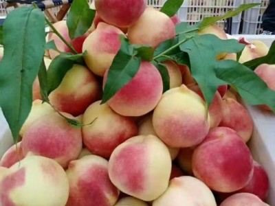 集安白桃苗 耐寒抗寒桃树苗 集安发货 集安白桃图3