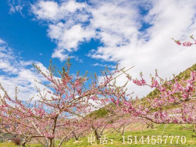 集安白桃苗 耐寒抗寒桃树苗 集安发货 集安白桃图4