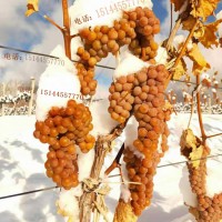 冰葡萄苗 北冰红葡萄苗  威代尔葡萄苗 东北耐寒抗寒葡萄苗 集安发货