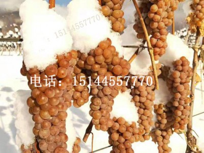 冰葡萄苗 北冰红葡萄苗  威代尔葡萄苗 东北耐寒抗寒葡萄苗 集安发货图3