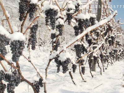 冰葡萄苗 北冰红葡萄苗  威代尔葡萄苗 东北耐寒抗寒葡萄苗 集安发货图4