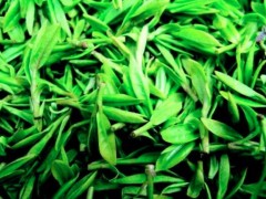一棵茶树的茶叶是白茶吗 一棵茶树加盟发展前景如何？